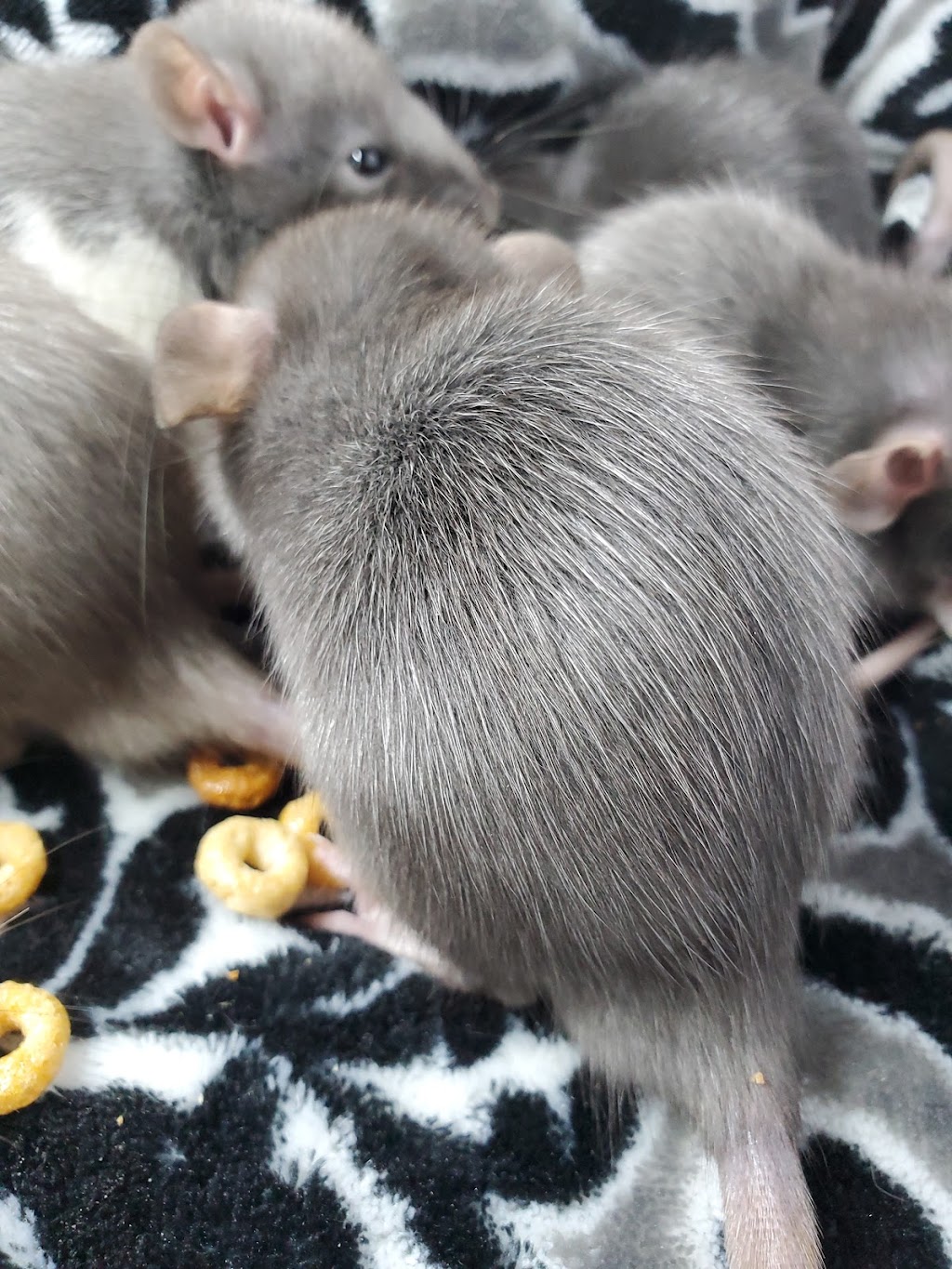 MyBKrats Rattery | 188 Park St, Cannington, ON L0E 1E0, Canada | Phone: (289) 385-3330