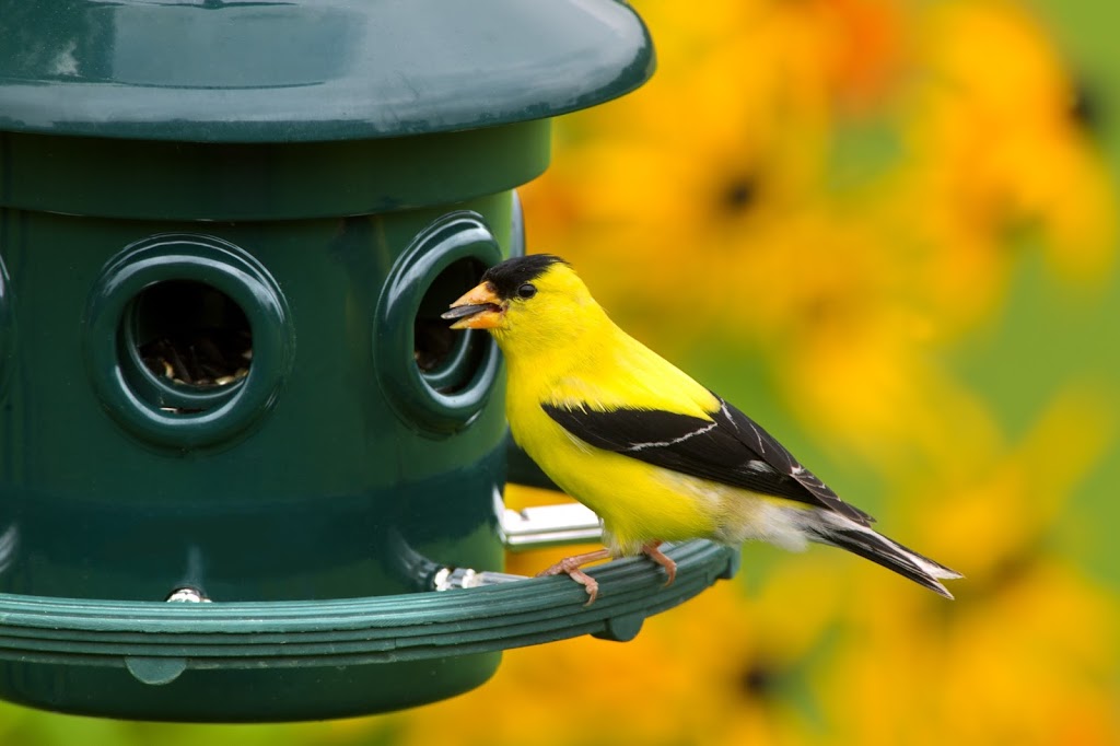 Brome Bird Care | 331 Chemin Knowlton, Knowlton, QC J0E 1V0, Canada | Phone: (800) 856-5685