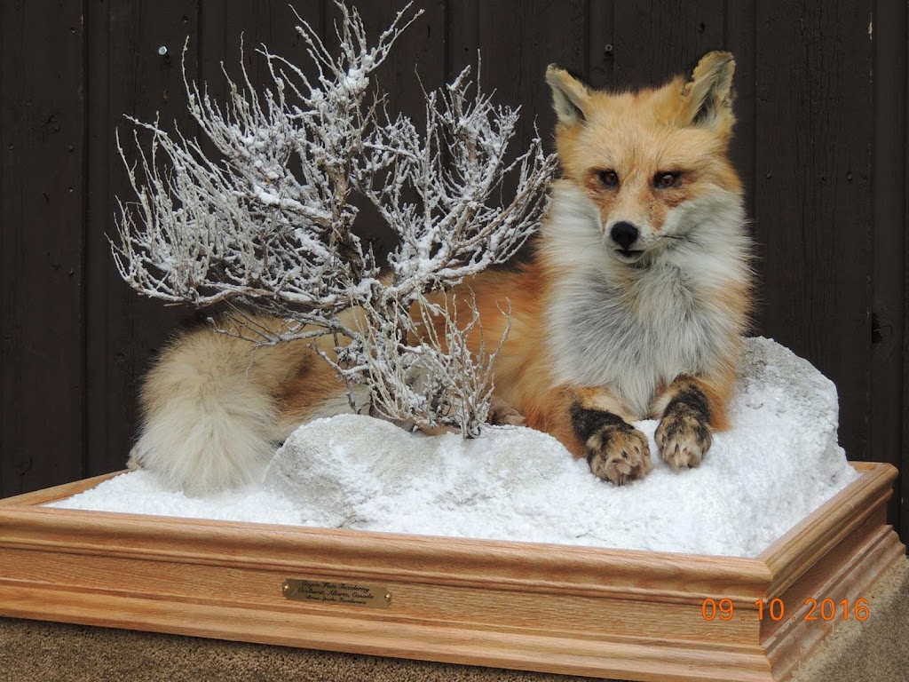 Coyote Flats Taxidermy | 5221 2 St, Coalhurst, AB T0L 0V0, Canada | Phone: (403) 381-3300