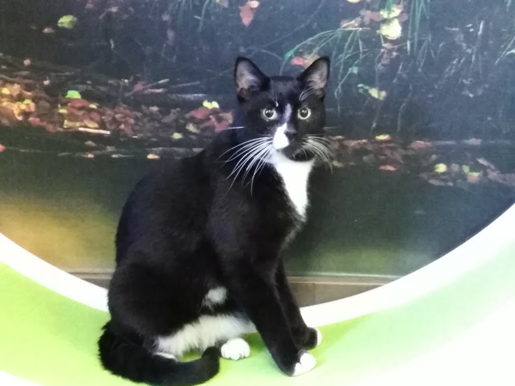 The Lincoln County Humane Society Animal Clinic | 160 Fourth Ave, St. Catharines, ON L2S 0B6, Canada | Phone: (905) 688-7722