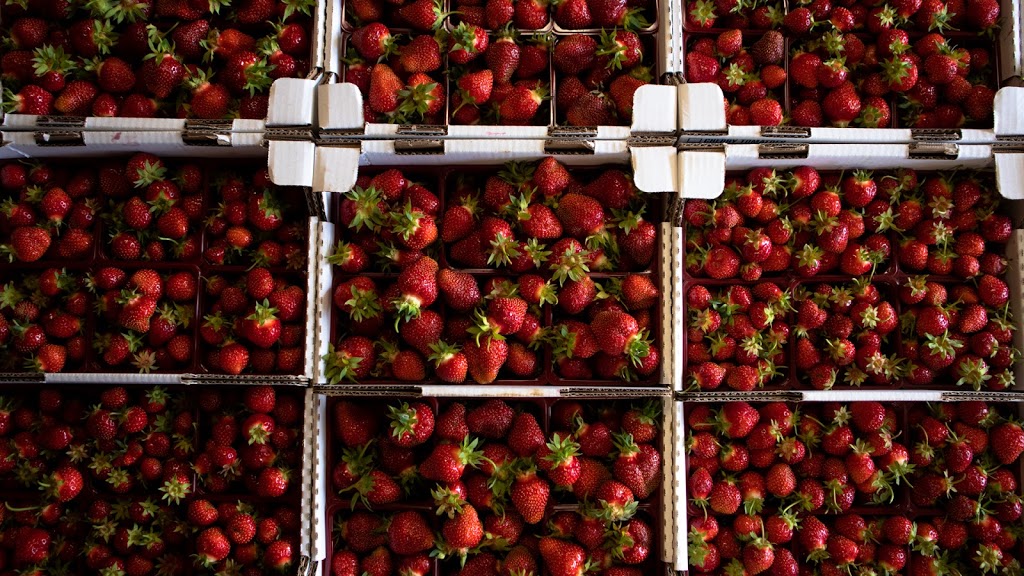 La récolte de la rouge | 191 Rang des Vents, Brébeuf, QC J0T 1B0, Canada | Phone: (819) 307-5282