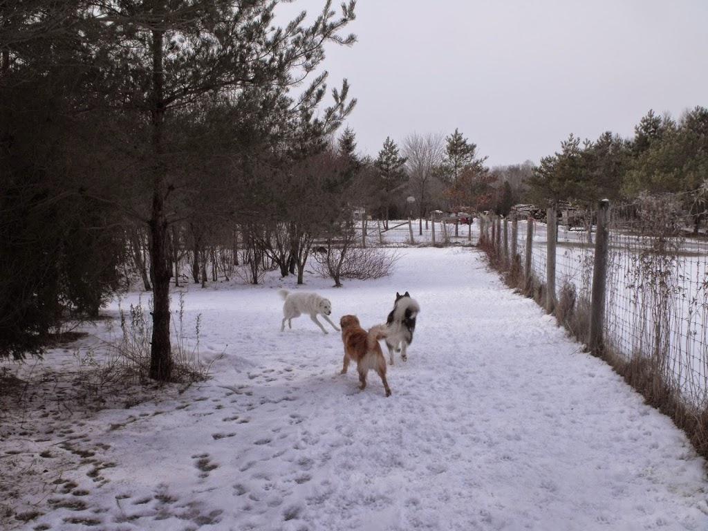 Black Dog Pet Resort | 5506 Bowmanville Ave, Bowmanville, ON L1C 3K2, Canada | Phone: (905) 263-4100