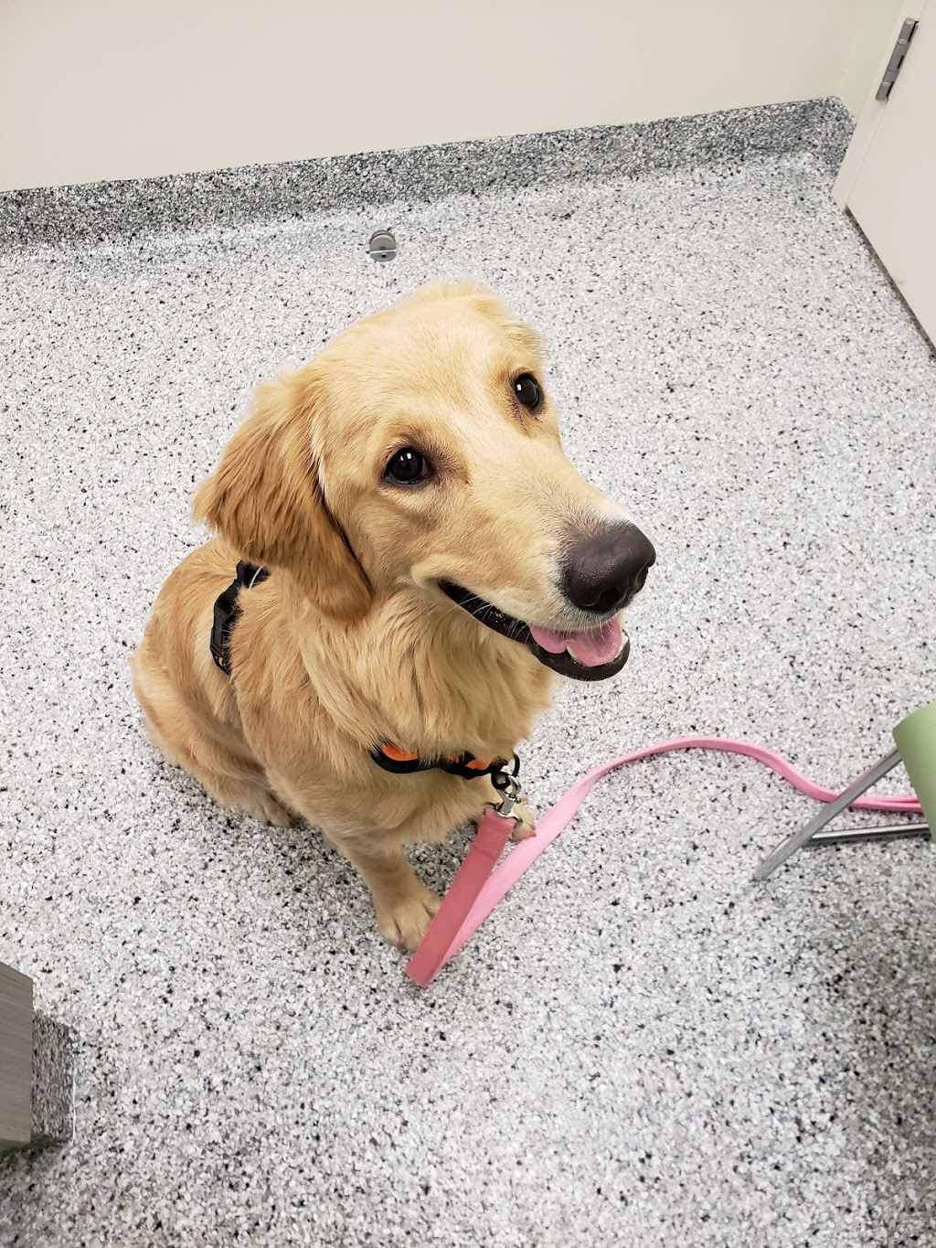 Kenmount Road Animal Hospital 173 Kenmount Rd St John S Nl A1b 3p9 Canada