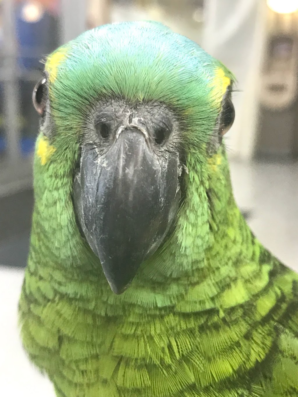 Pet O Pets - Burlington | Millcroft Shopping Centre, 2020 Appleby Line, Burlington, ON L7L 6M6, Canada | Phone: (844) 738-6738