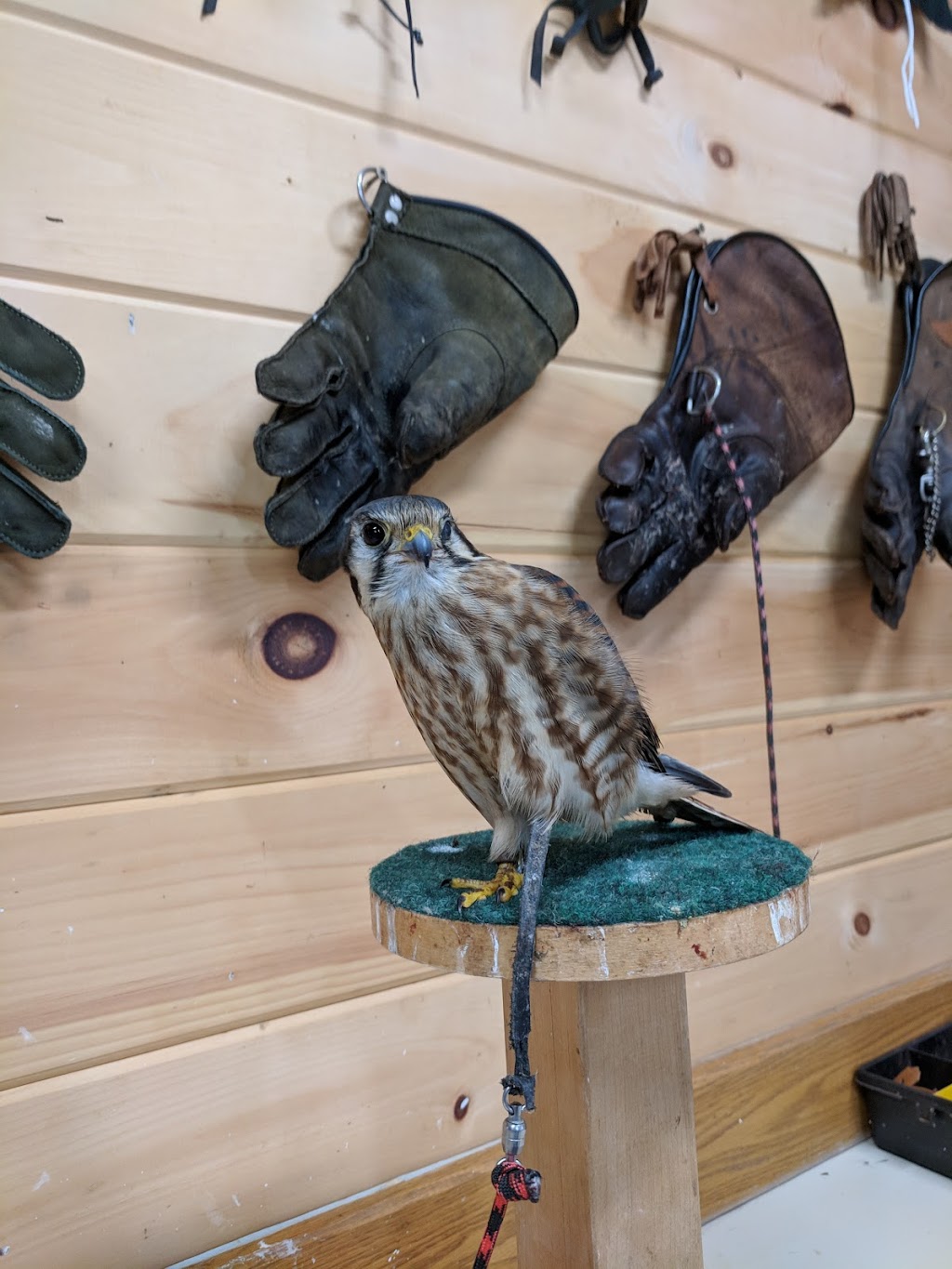 Island Falconry Services | 24 Macrae Dr, Cornwall, PE C0A 1H5, Canada | Phone: (902) 393-4859