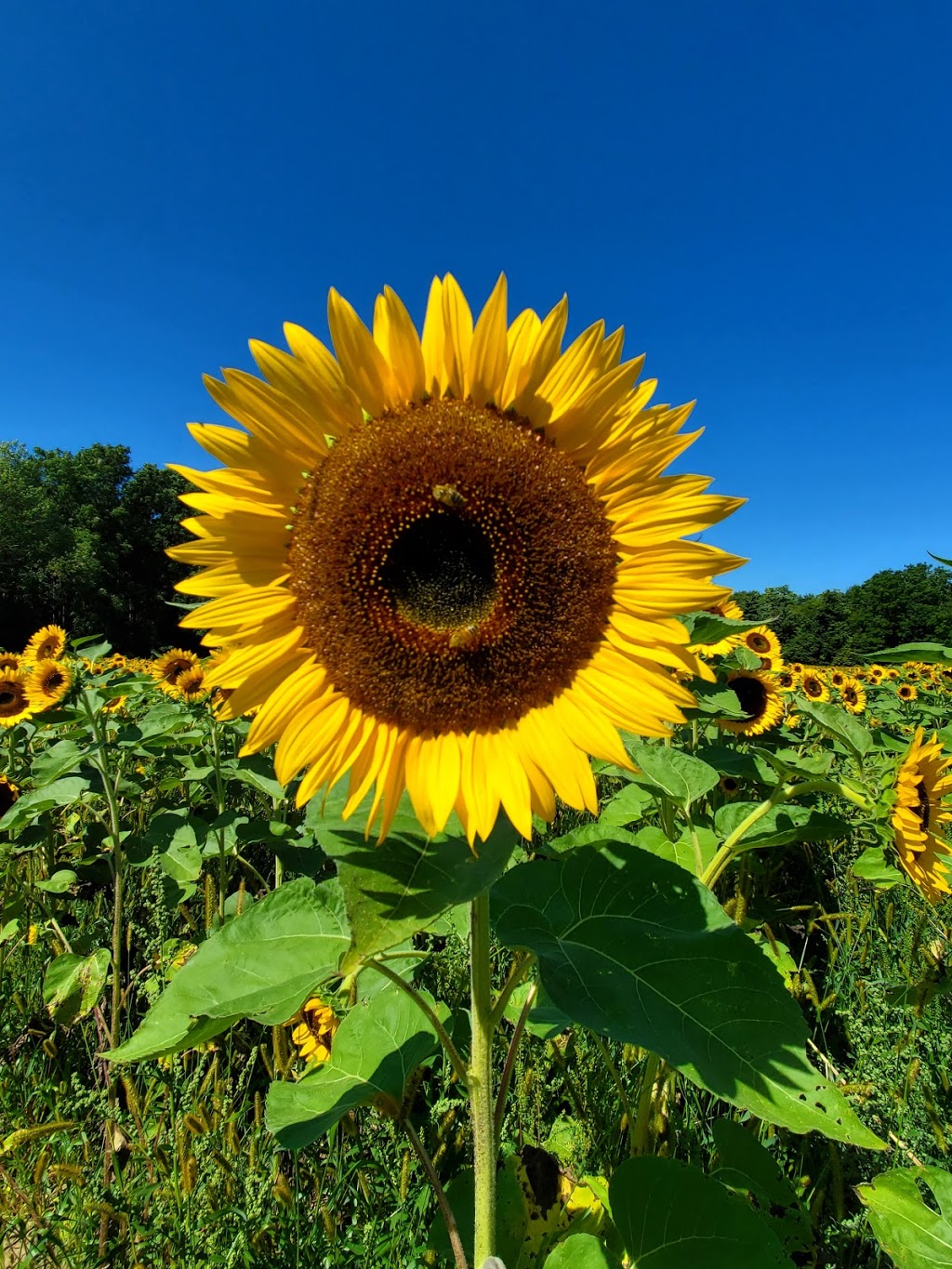 Andrews’ Scenic Acres & Scotch Block Winery | 9365 10 Side Rd, Milton, ON L9T 2X9, Canada | Phone: (905) 878-5807