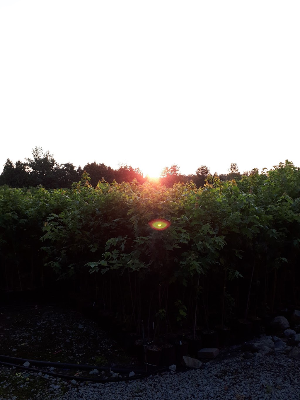 Baker Forestry Services, Nursery and Consulting | 5001 9 Line, Georgetown, ON L7G 4S8, Canada | Phone: (905) 877-9390