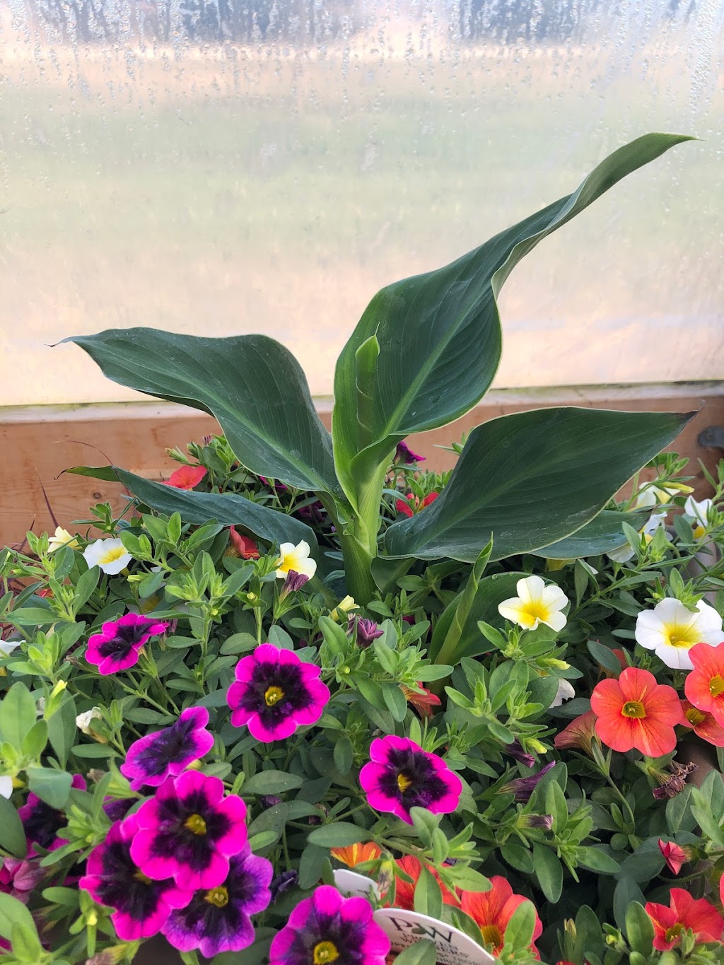 The Bloom n Bucket Country Greenhouses | 48503 Range Rd 263, Calmar, AB T0C 0V0, Canada | Phone: (780) 994-0944
