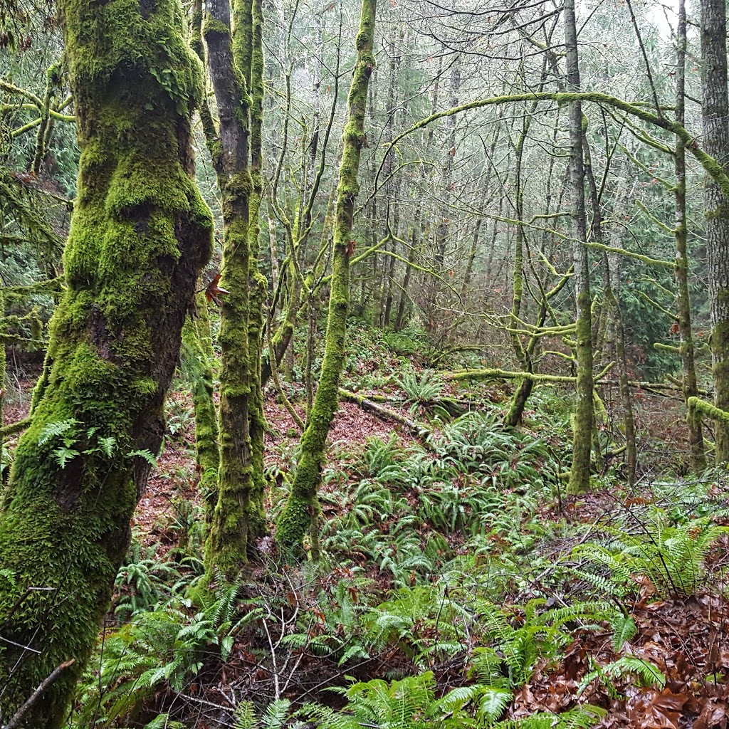 Latoria Creek Park | Colwood, BC V9C, Canada