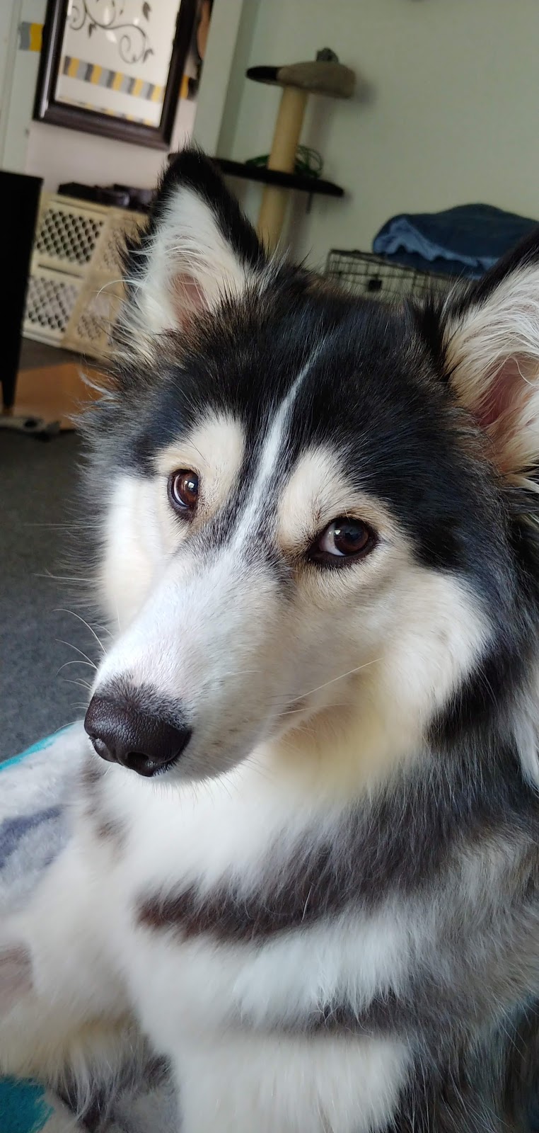 Pet Valu | 502 Riddell Rd, Orangeville, ON L9W 5L1, Canada | Phone: (519) 943-0844
