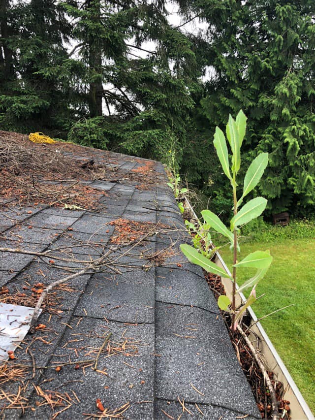 Green Clean | 3048 Cowichan Lake Rd #101, Duncan, BC V9L 4R5, Canada | Phone: (250) 216-5109