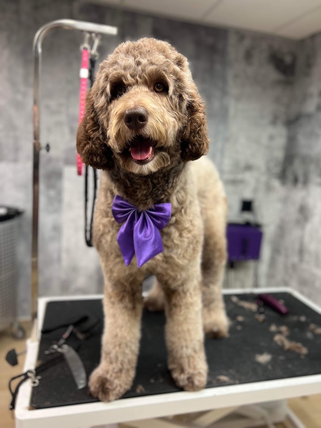 La wooferie spa canin | 329 Rue du Plateau, Sainte-Martine, QC J0S 1V0, Canada | Phone: (514) 246-4940
