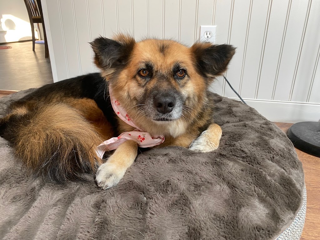 Fosters Mobile Grooming | Baysprings Link SW, Airdrie, AB T4B 0R7, Canada | Phone: (587) 664-9126