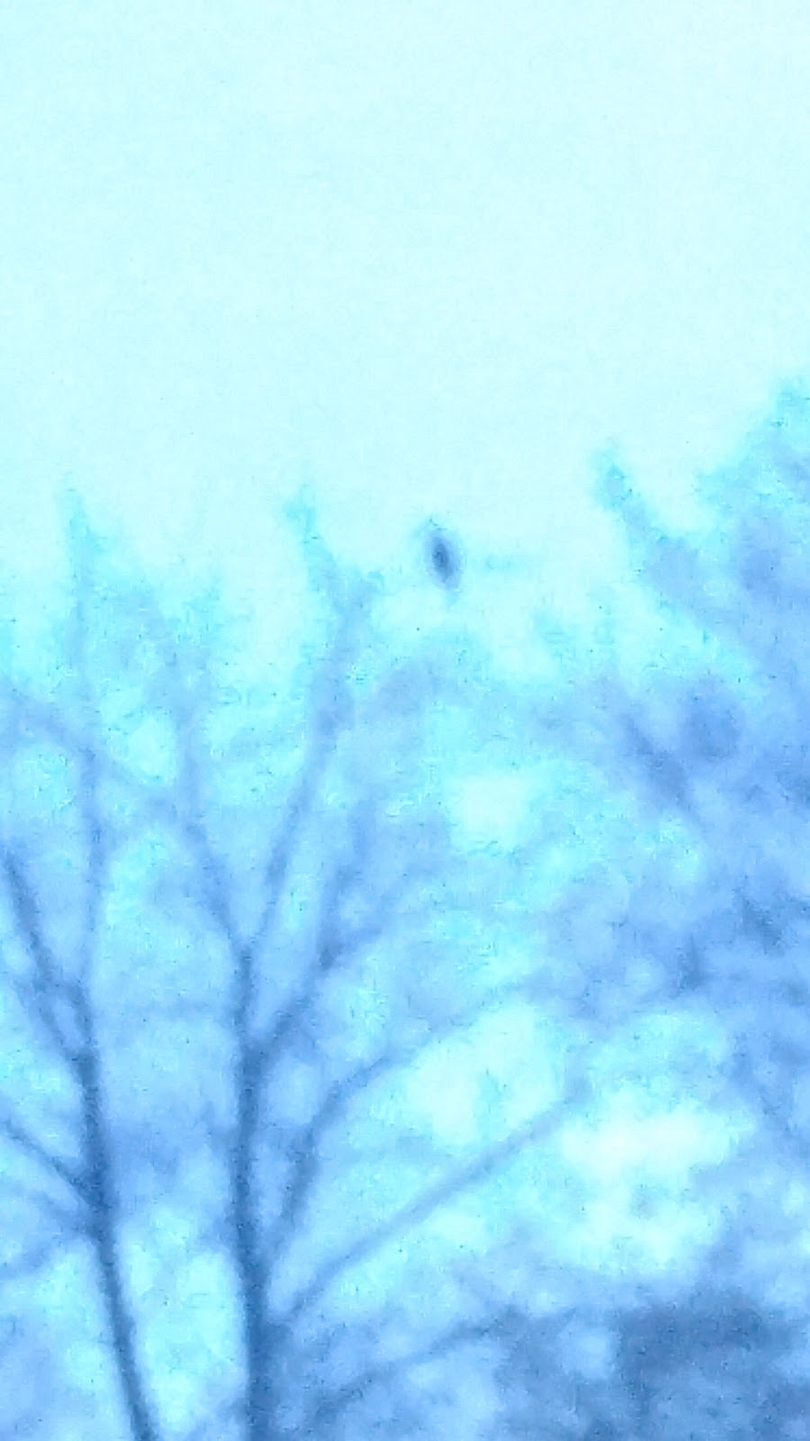 Spadina Bird Watch | 4E5, 1337-2119 Spadina Crescent W, Saskatoon, SK S7M 1P5, Canada