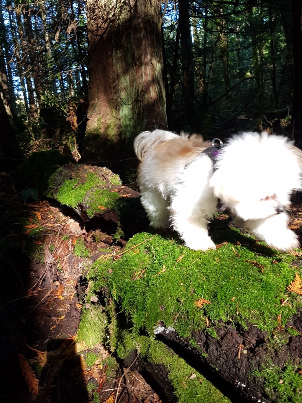 Diana, Princess of Wales Park | Olsen Rd, Ladysmith, BC V9G 2B3, Canada | Phone: (250) 746-2500