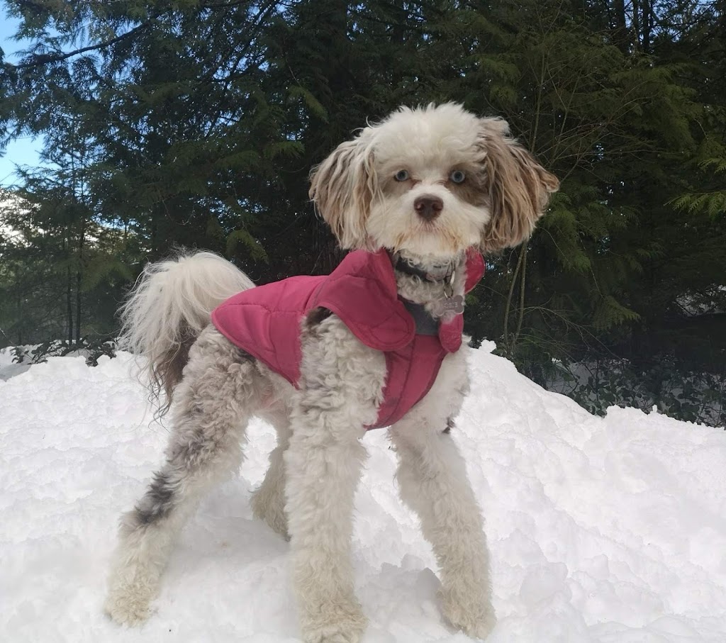 Lucky Dog Adventures and Daycare | 2041 May Ave, Shawnigan Lake, BC V0R 2W3, Canada | Phone: (250) 896-8848