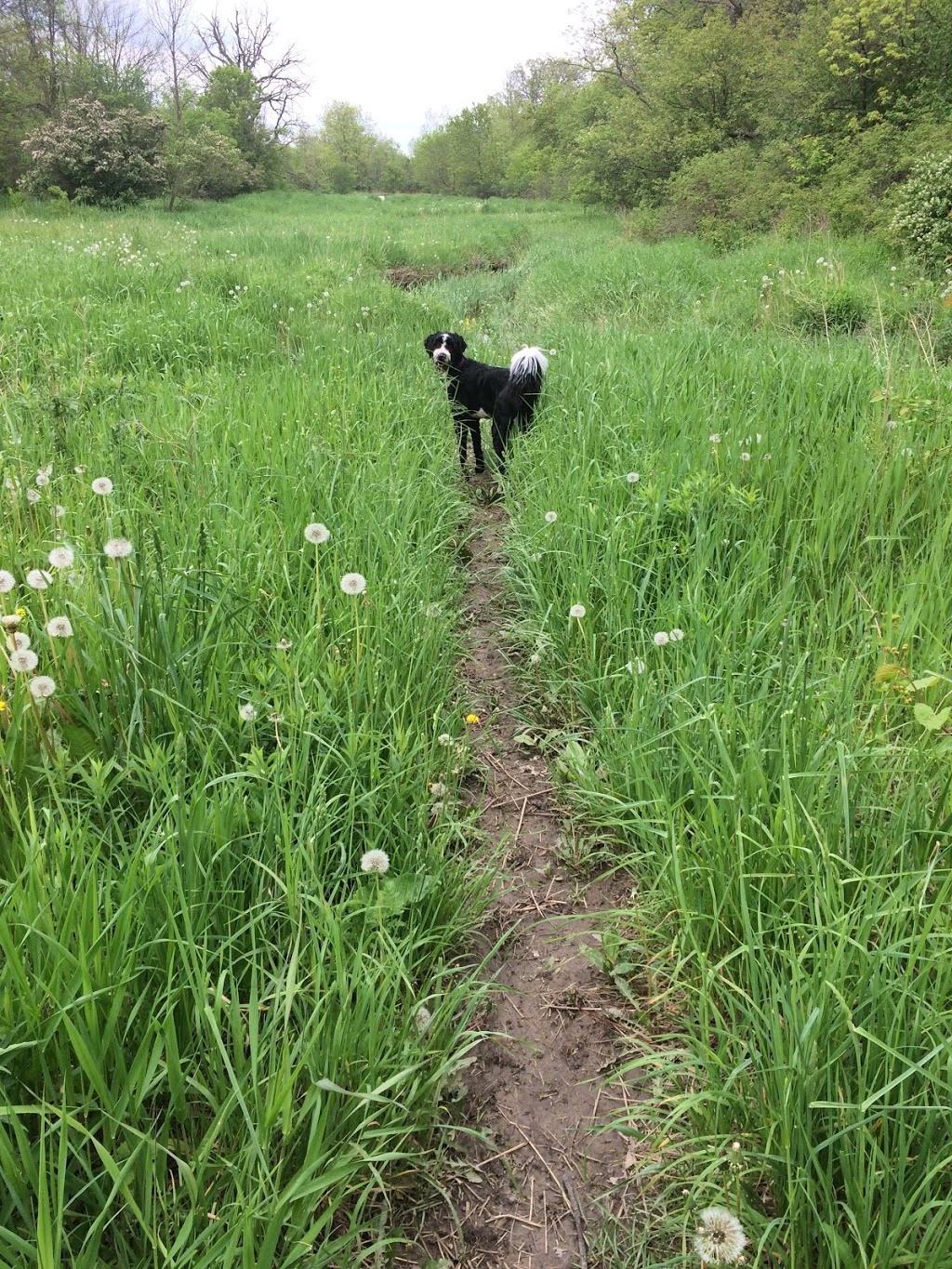 Hamilton/Burlington SPCA Dog Park | 245 Dartnall Rd, Hamilton, ON L8W 3V9, Canada | Phone: (905) 574-7722