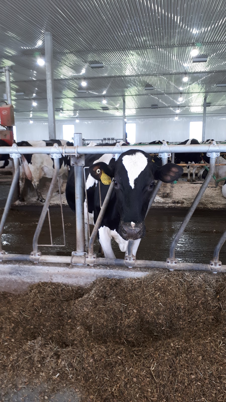 Ferme Gaston Morin et Fils Inc. | 265 Chem. de la Chute Blanche, Sainte-Jeanne-dArc, QC G0W 1E0, Canada | Phone: (418) 276-4166