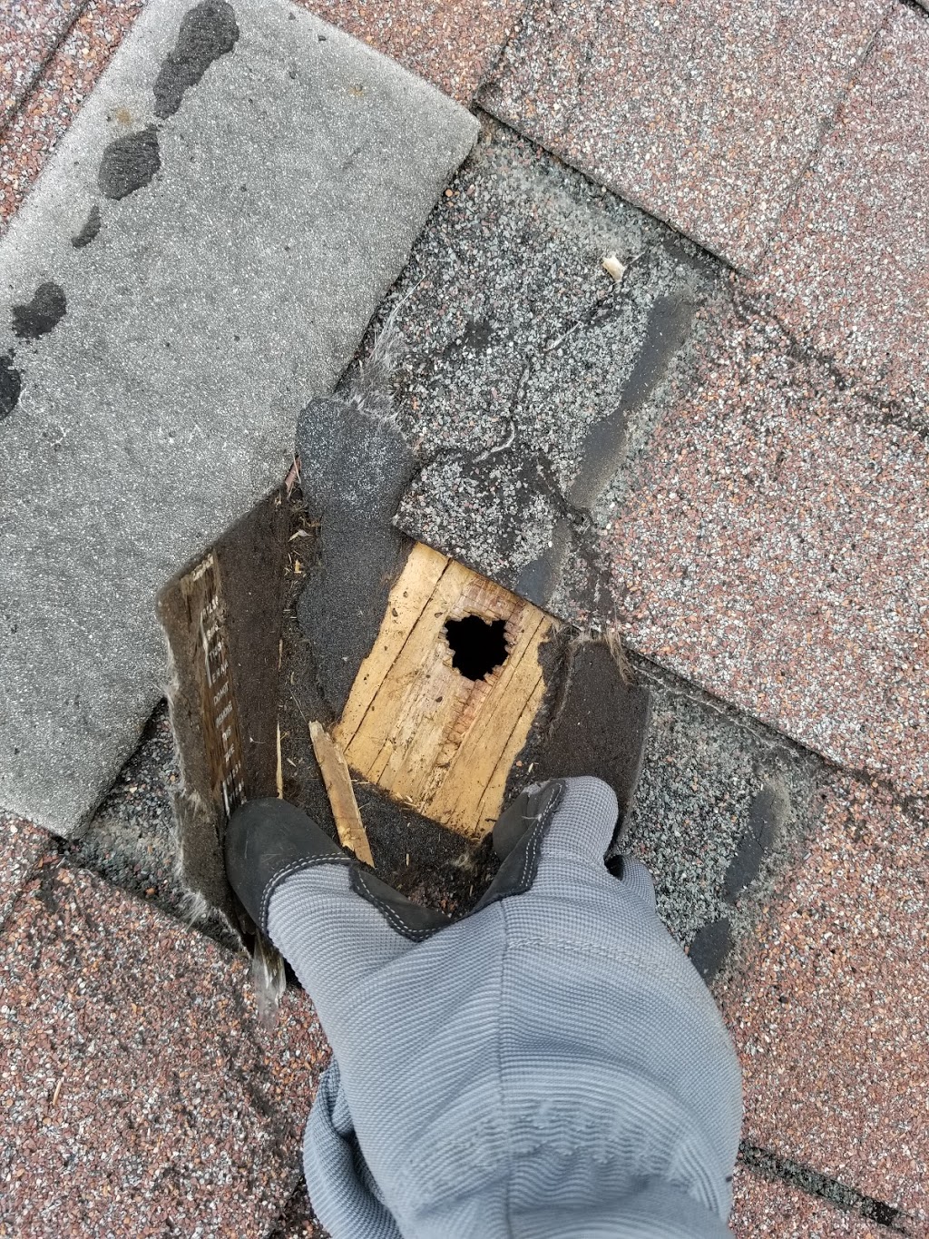 Durapest Wildlife Removal and Pest Control | 3 Swales Crescent, Brampton, ON L6R 0G4, Canada | Phone: (905) 782-6332
