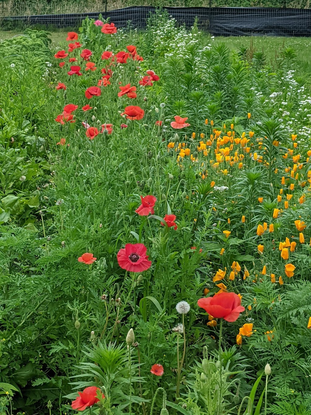 Root Haven Farm | 2814 Prince William St, Jordan Station, ON L0R 1S0, Canada | Phone: (226) 789-0914