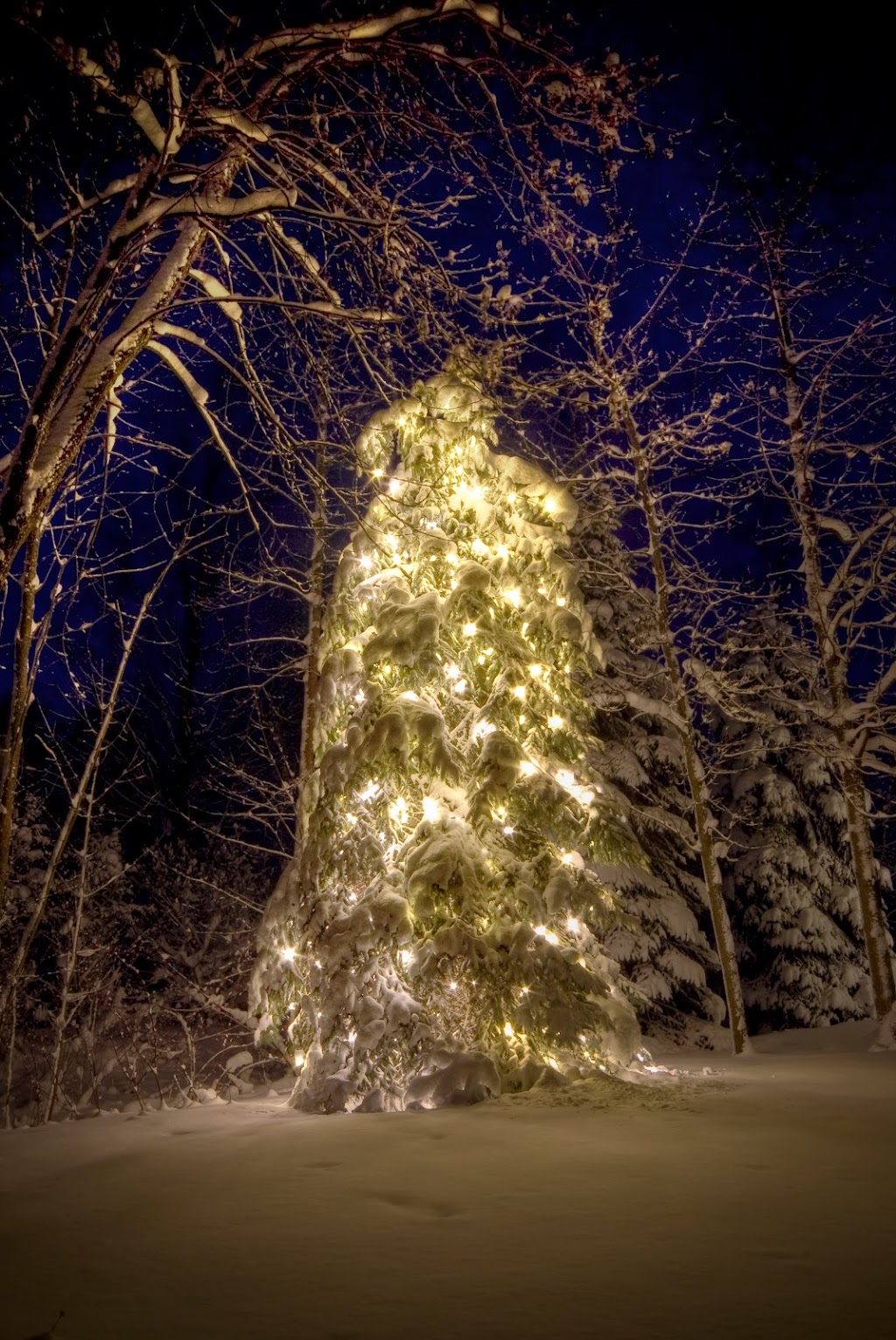 Christmas Decor Collingwood | 496895 Grey County Rd 2, Thornbury, ON N0H 2P0, Canada | Phone: (519) 599-2957