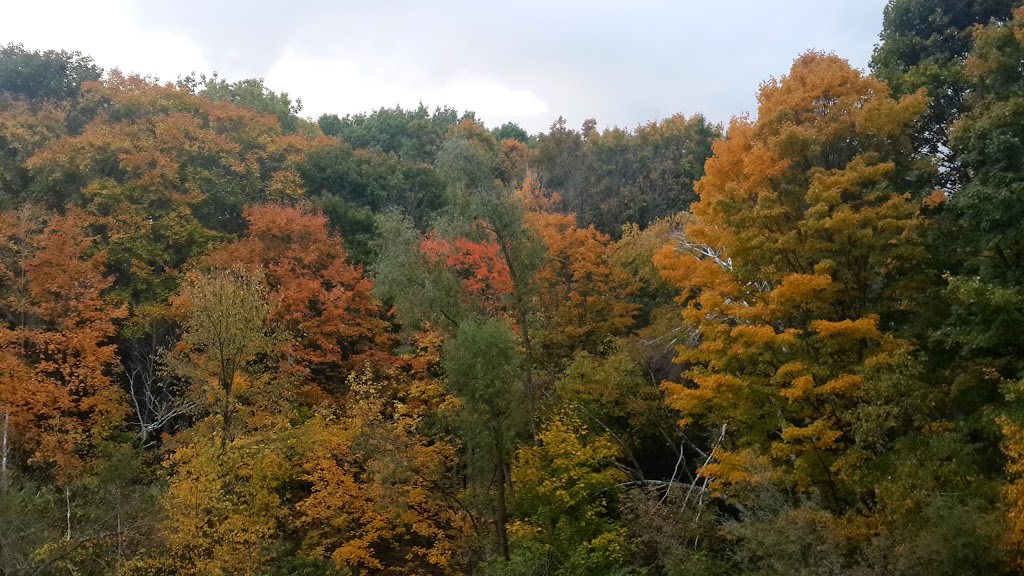 Ellesmere Ravine | 3000 Ellesmere Rd, Toronto, ON M1E, Canada | Phone: (416) 392-2489
