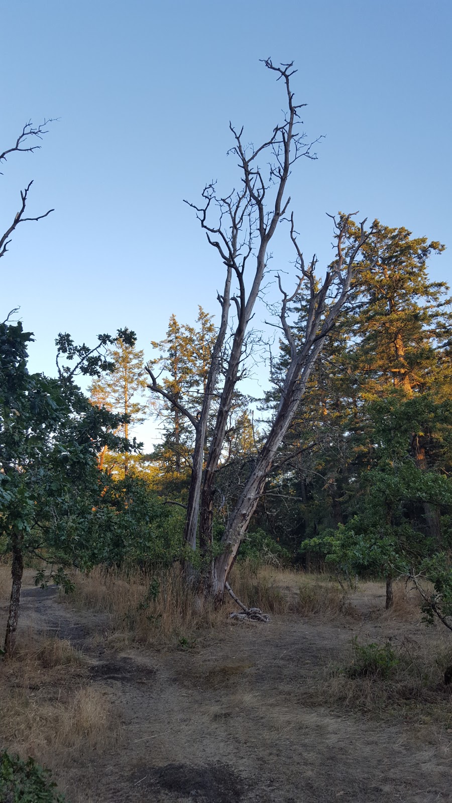 Gore Nature Park | 1018 Greig Ave, Brentwood Bay, BC V8M 1J6, Canada