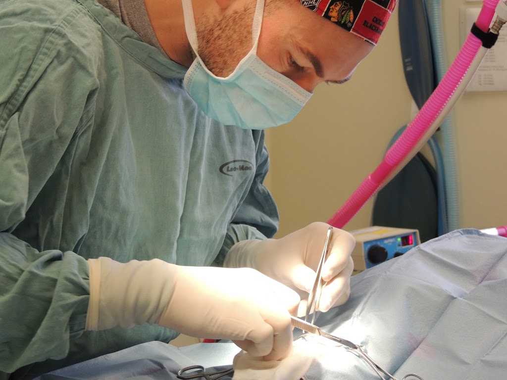 Wilsons Animal Hospital | 105 Hartzel Rd, St. Catharines, ON L2P 1N2, Canada | Phone: (905) 682-7857
