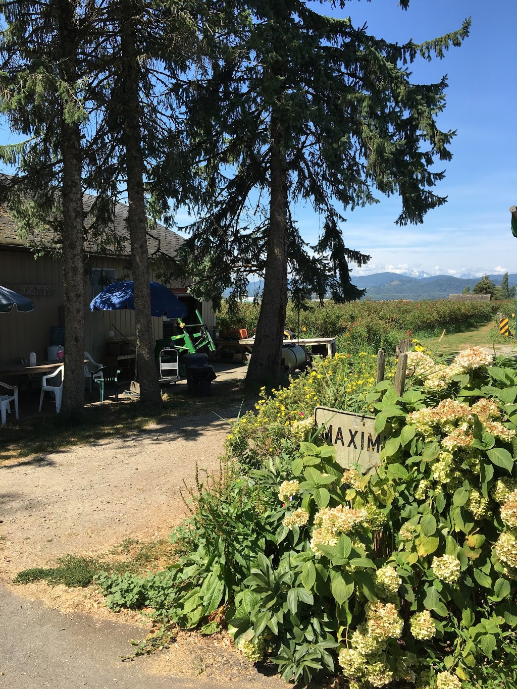 Matsqui Blue Farms | 34621 Hallert Rd, Abbotsford, BC V3G 1R3, Canada | Phone: (604) 859-8918