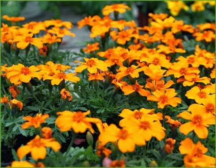 Delorme Garden Center | 3667 Rue Queen, Rawdon, QC J0K 1S0, Canada | Phone: (450) 834-6764