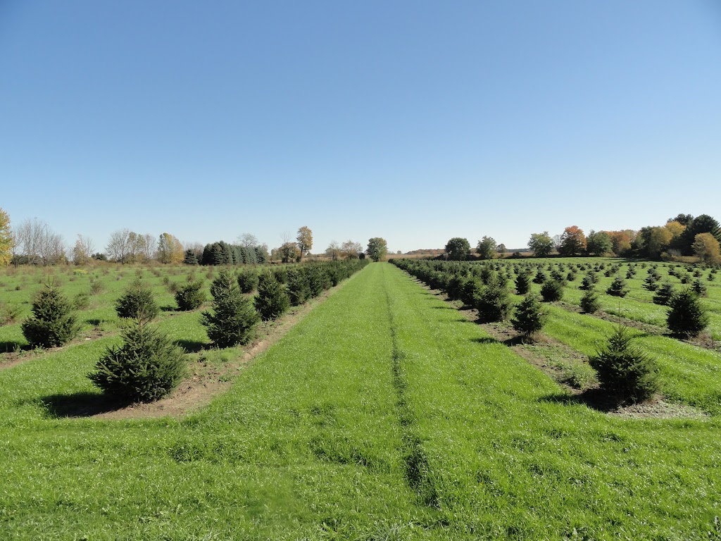 Stevens Large Tree Sales | 6556 Bethesda Rd, Whitchurch-Stouffville, ON L4A 3A7, Canada | Phone: (905) 642-2758