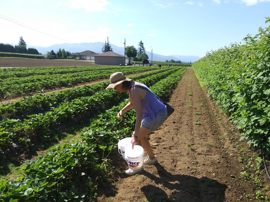 Willems Berry Farm | 33736 Vye Rd, Abbotsford, BC V2S 8A9, Canada | Phone: (604) 864-1149
