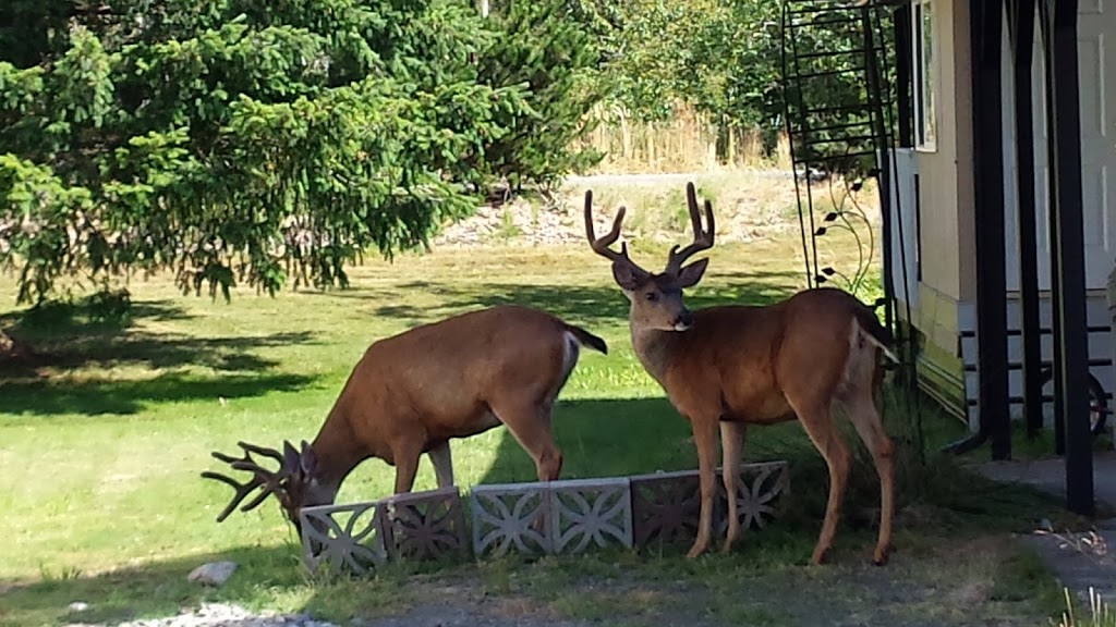 Mill Wheel Park | 4000 Flynn St, Bellingham, WA 98229, USA | Phone: (360) 676-8246