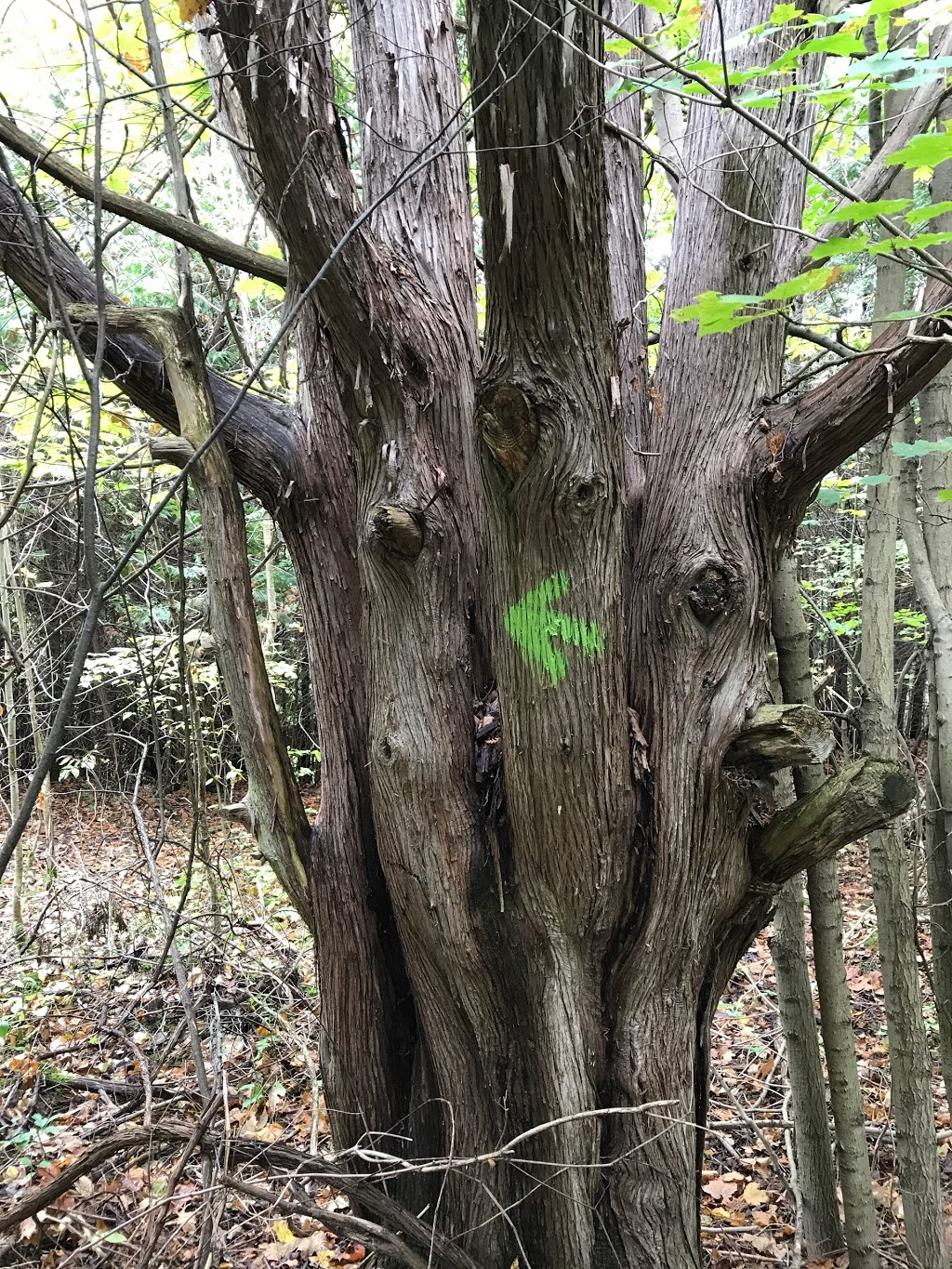 Welsh Tract - Forest Of The Secret Pond Trail | 3741-4367 Line 12, Cookstown, ON L0L 1L0, Canada
