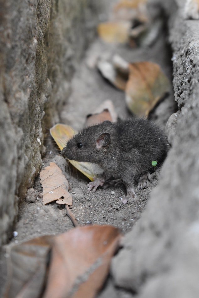 Contact Pest Control | 1955 Victoria Park Ave #10, Scarborough, ON M1R 0C9, Canada | Phone: (647) 709-4856