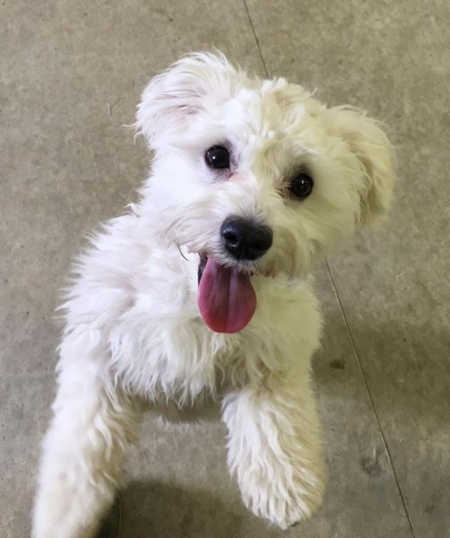Irricana Kountry Kennel | Box 744, Irricana, AB T0M 1B0, Canada | Phone: (403) 970-4400