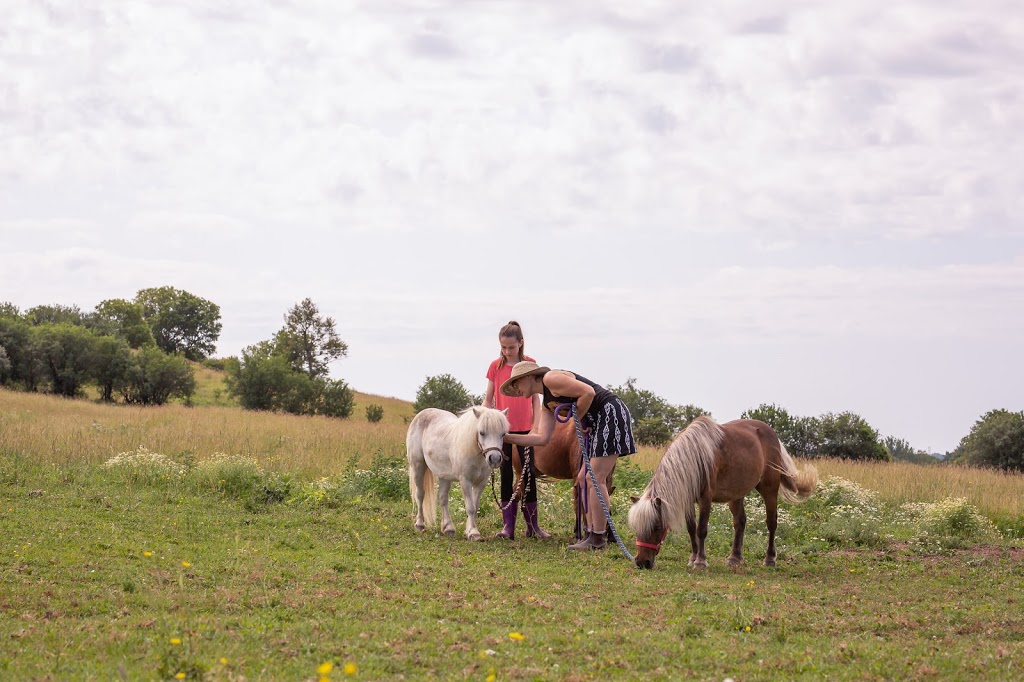 Harmony Farm Rice Lake | 245 Hannah Rd, Bailieboro, ON K0L 1B0, Canada | Phone: (705) 957-1678
