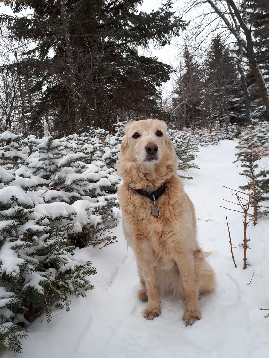 Southwest Dog Park | C.N. Yards Management Area, Saskatoon, SK S0K 1V0, Canada