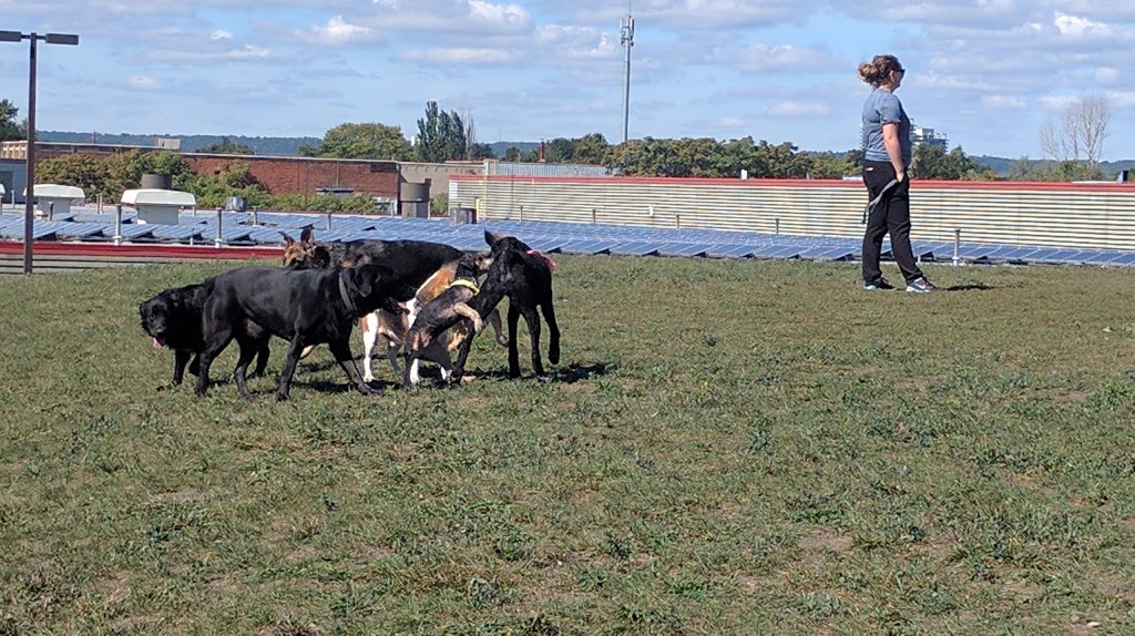 Birch Avenue Dog Park | park | Industrial Sector B and Keith, Hamilton, ON L8L, Canada | 9055462489 OR +1 905-546-2489