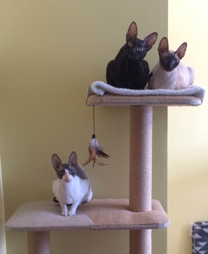 Rexpertise élevage de chats Cornish Rex de Cornouailles | 380 Rue Reynolds, Granby, QC J2G 5W5, Canada | Phone: (450) 991-2697