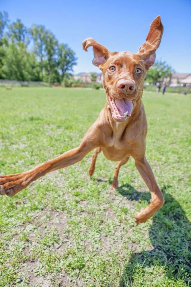 Mountain Bound Hounds | 1821 Willow Crescent, Squamish, BC V8B 0L9, Canada | Phone: (604) 849-2966