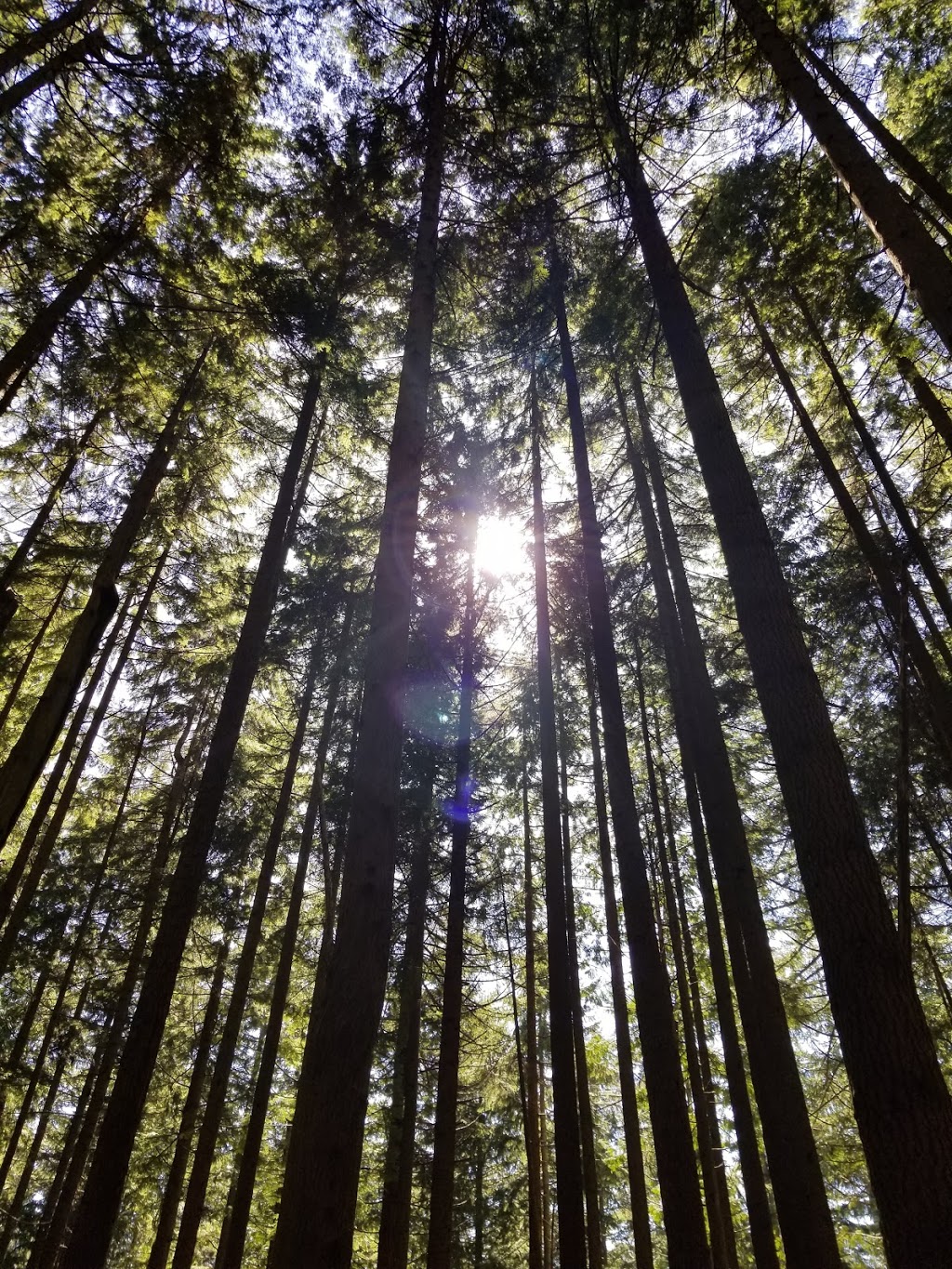Woodland Walk Trail Head | 1500 Conifer Dr, Coquitlam, BC V3E 3H2, Canada