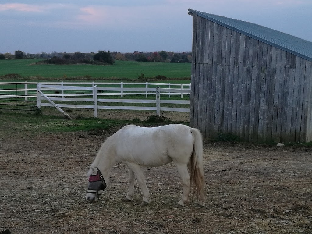 SARI Therapeutic Riding | 12659 Medway Rd, Arva, ON N0M 1C0, Canada | Phone: (519) 666-1123