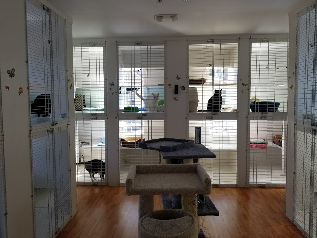 Country Cats Only Hotel | 277 Cockshutt Rd, Brantford, ON N3T 5L6, Canada | Phone: (226) 387-2417
