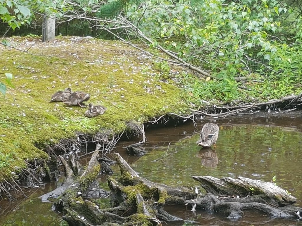Shubenacadie Provincial Wildlife Park | 149 Creighton Rd, Shubenacadie, NS B0N 2H0, Canada | Phone: (902) 758-2040