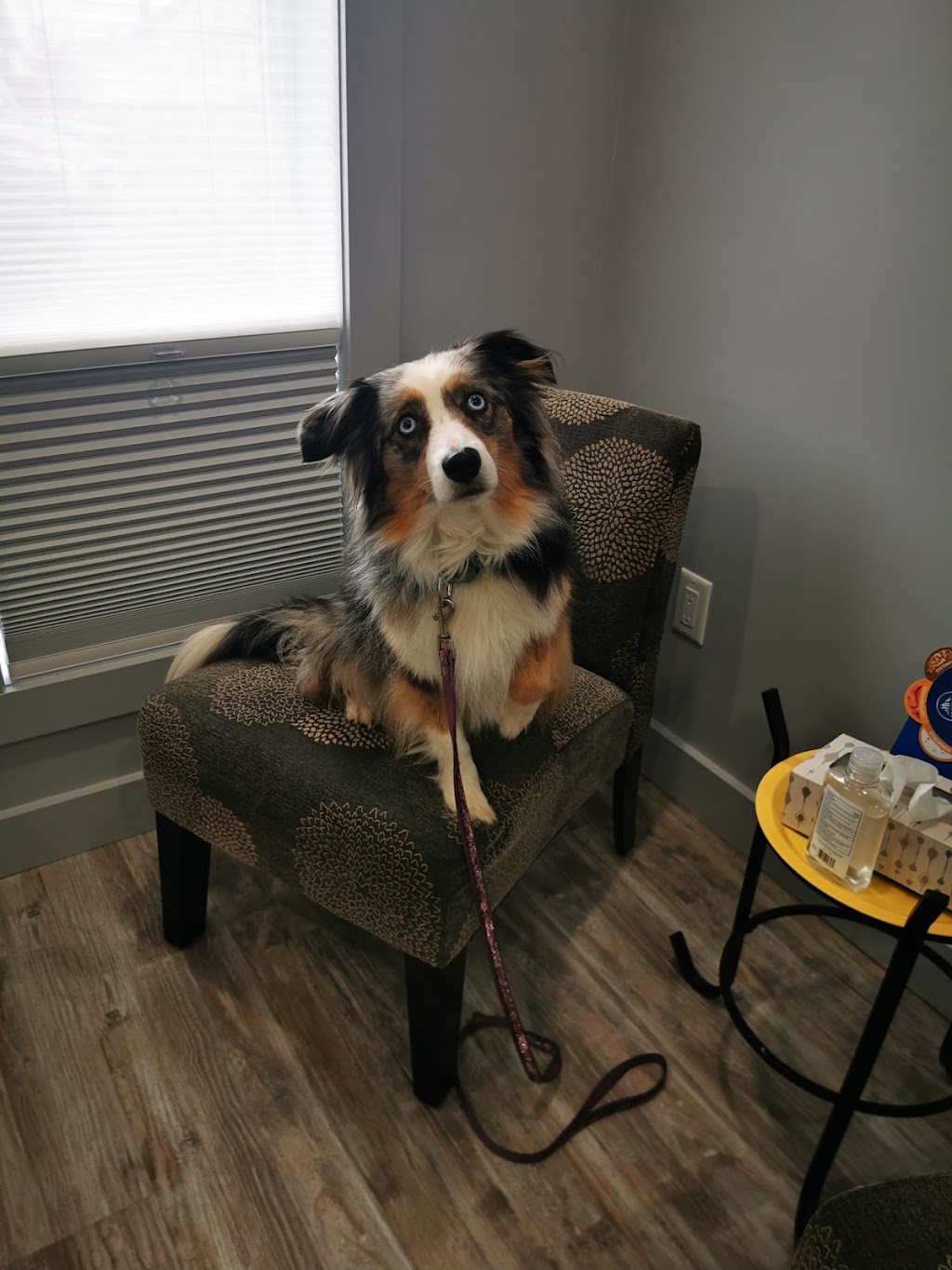 Figue & Pepper Veterinary Clinic / Clinique Vétérinaire | 4578 Rue Principale, Saint-Antoine, NB E4V 1R4, Canada | Phone: (506) 525-2000