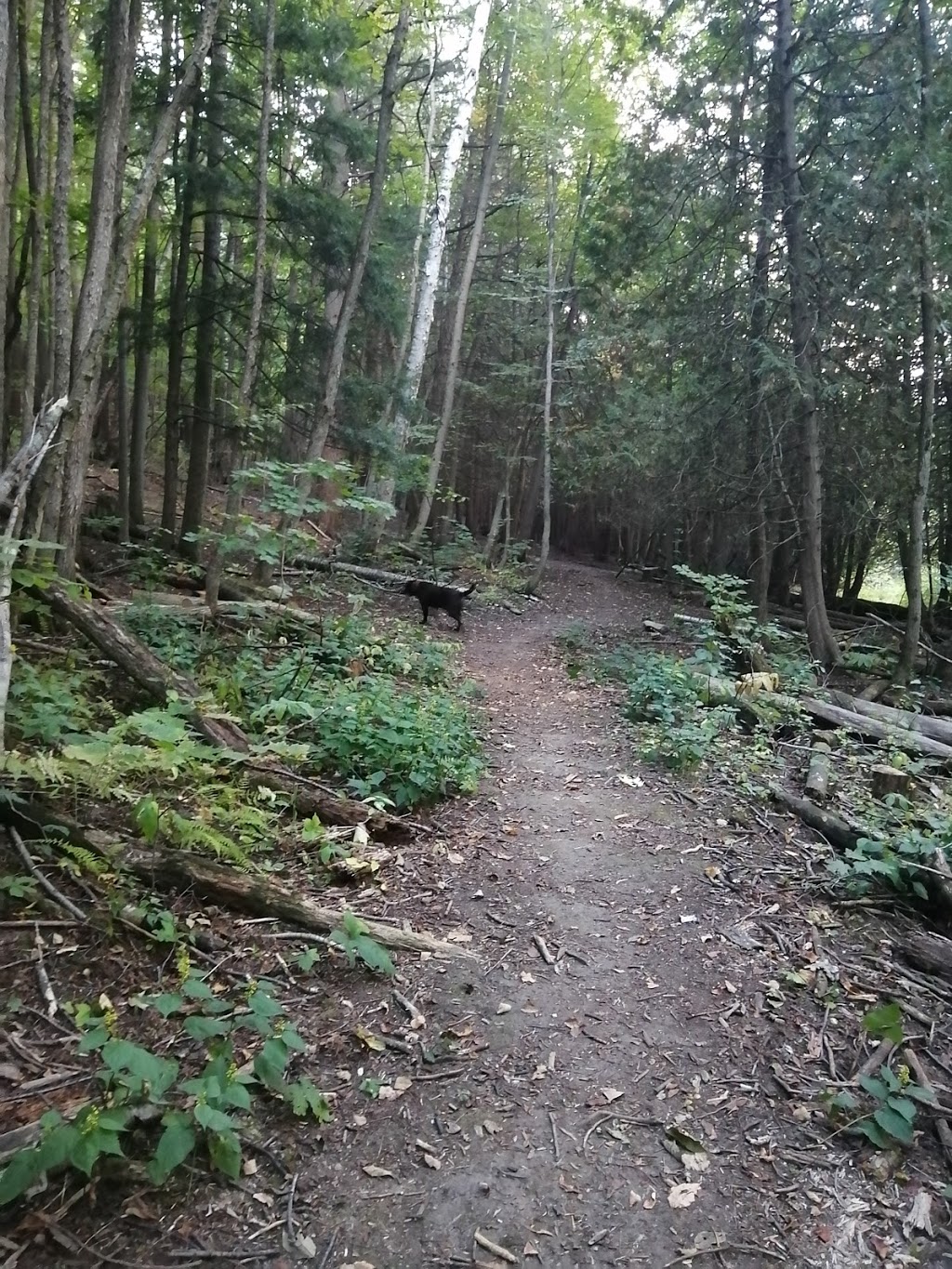 Macaulay Mountain Conservation Area | Clarke Rd, Prince Edward, ON K0K, Canada | Phone: (613) 354-3312