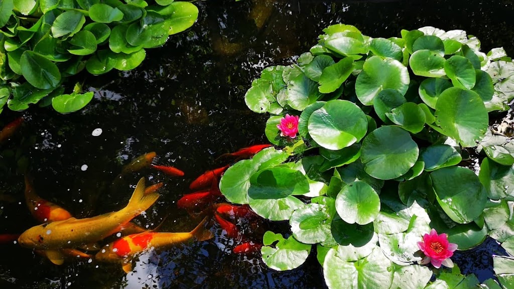 Pondcare.ca | 15447 80A Ave, Surrey, BC V3S 7X7, Canada | Phone: (604) 808-3908