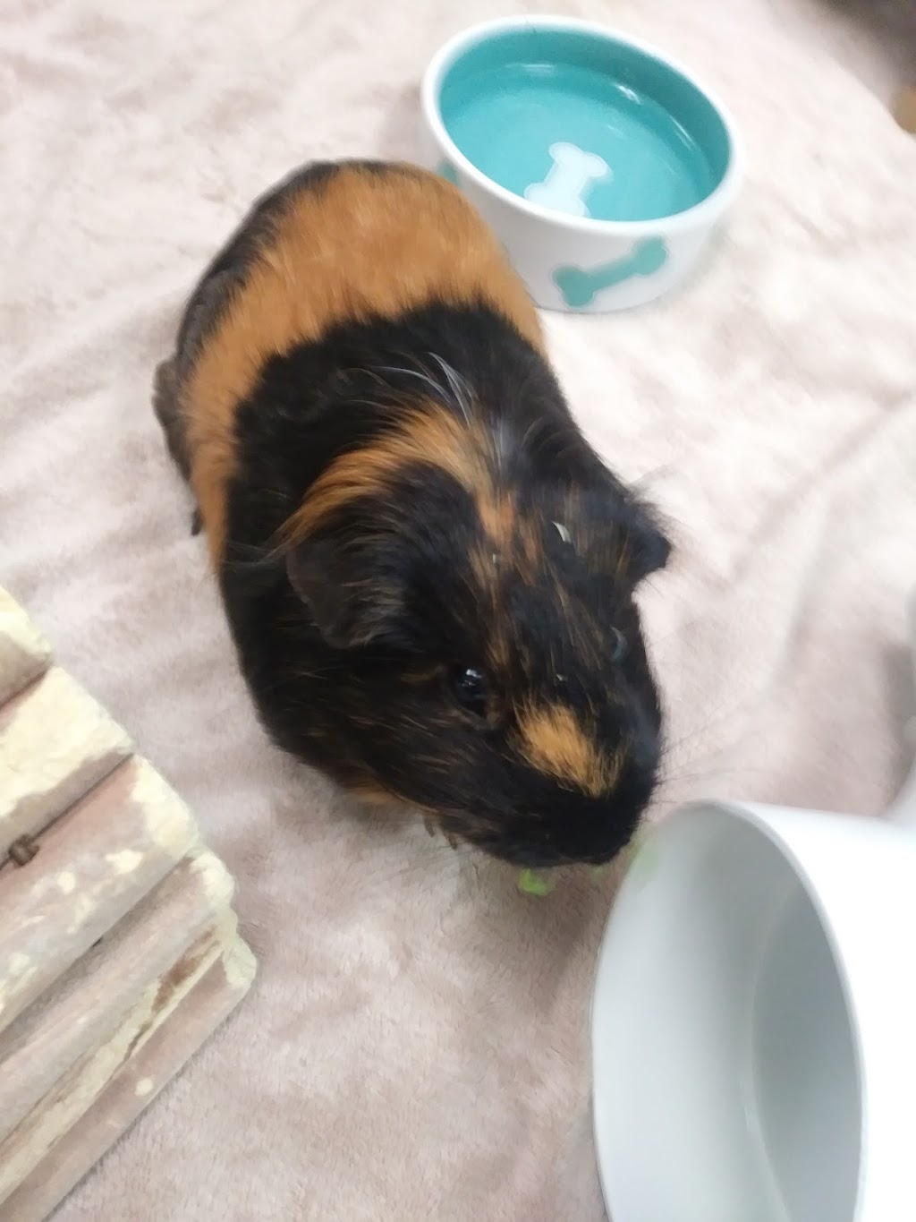 BC SPCA Richmond Education & Adoption Centre | 7791 Steveston Hwy, Richmond, BC V7A 1W8, Canada | Phone: (604) 277-3100