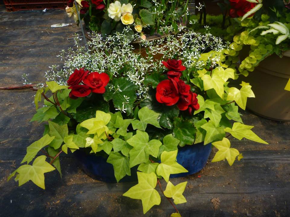 The Garden Path | 7233 Brown Rd, Orono, ON L0B 1M0, Canada | Phone: (905) 983-9579